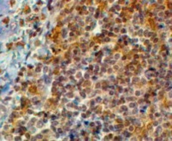 Goat anti-Swiprosin 1 / EFHD2 Antibody