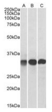 Goat anti-Swiprosin 1 / EFHD2 Antibody