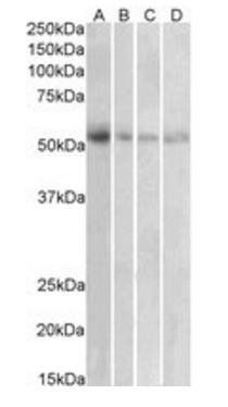 Goat anti-VMAT2 / SLC18A2 Antibody