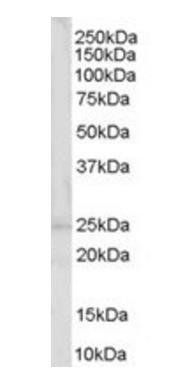 Synaptogyrin 2/Cellugyrin Antibody