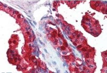 Goat anti-Sorbitol Dehydrogenase Antibody
