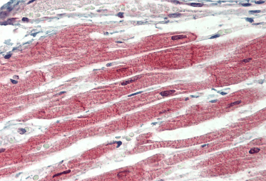 Goat anti-IRAK4 (N Terminus) Antibody