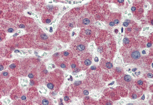 Goat anti-IRAK4 (N Terminus) Antibody