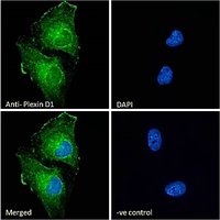 Goat anti-Plexin D1 Antibody