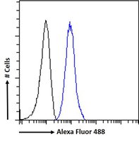 Goat anti-Plexin D1 Antibody