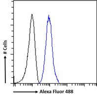 PLXND1 antibody