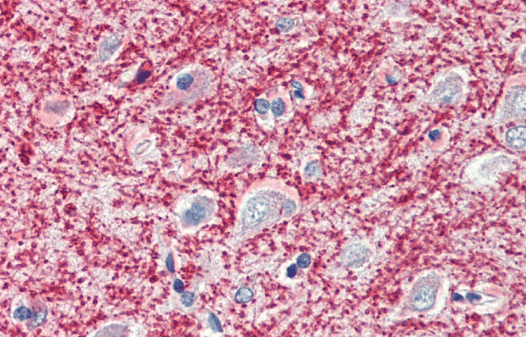 Goat anti-MOG Antibody