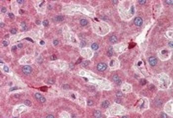 Goat anti-RBP1 Antibody