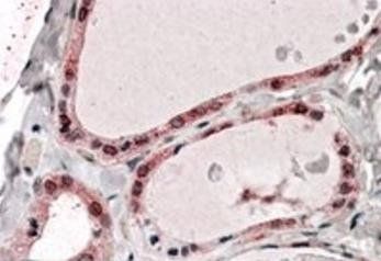 Goat anti-PP2A / PPP2R1A Antibody