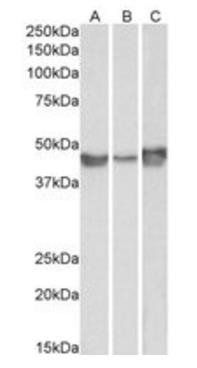 Goat anti-PAI1 / SERPINE1 Antibody