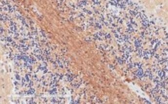 Goat anti-SNAP25 Antibody
