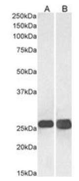Goat anti-SNAP25 Antibody