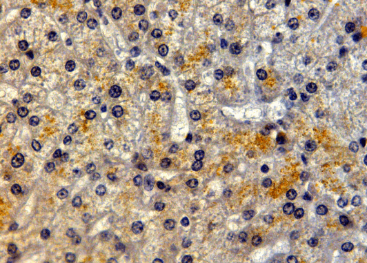 Goat anti-LRP5 Antibody