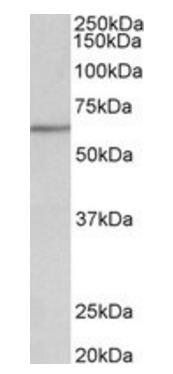 AKT2 Antibody