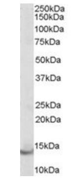 PVALB antibody