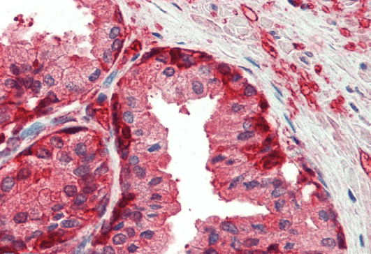Goat anti-GST3 / GSTP1 Antibody