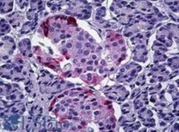 Goat anti-Pancreatic Polypeptide / PPY Antibody