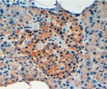 Goat anti-VPS11 Antibody