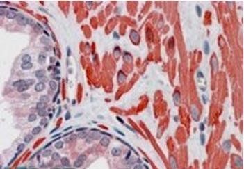 Goat anti-VPS37C Antibody
