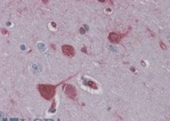 Goat anti-RAE1 Antibody