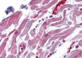 Goat anti-RAE1 Antibody