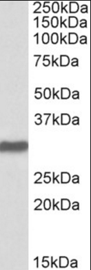 Goat anti-OCT4 / POU5F1 Antibody