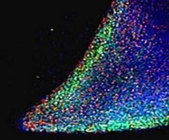 Goat anti-NANOG Antibody