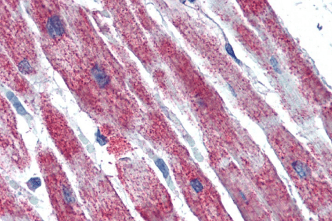 Goat anti-SDHB Antibody