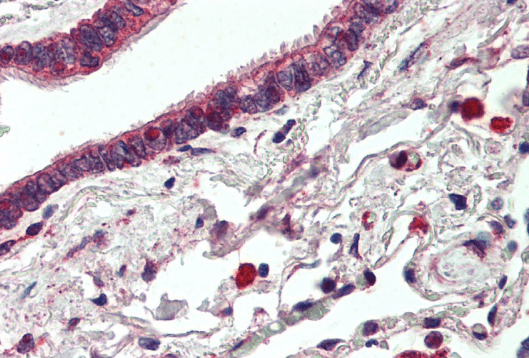 Goat anti-ERBB3 / HER3 Antibody