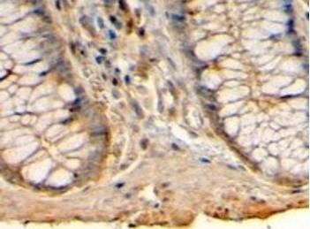 Goat anti-Histamine Receptor H1 (C Term) Antibody