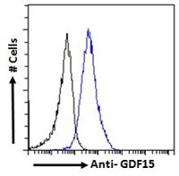 GDF15 antibody