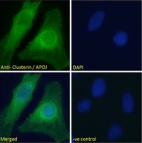 CLU antibody