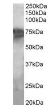 Goat anti-PCK2 / PEPCK-M Antibody