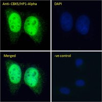 CBX5/HP1-Alpha Antibody