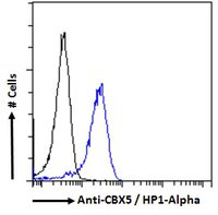 CBX5/HP1-Alpha Antibody
