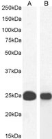 CBX5/HP1-Alpha Antibody