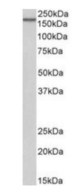 Goat anti-EGFR Antibody