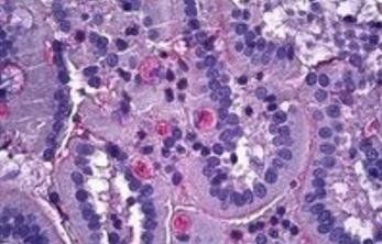 Goat anti-Netrin 1 Antibody