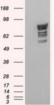 Goat anti-PDE4D Antibody