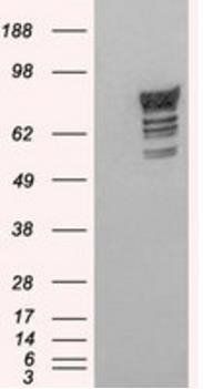 PDE4D antibody