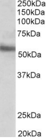 Goat anti-ERG Antibody