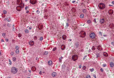 Goat anti-CDKN2A (isoform 1) / p16INK4a Antibody