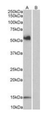 Goat anti-CD14 Antibody