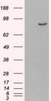 Phosphodiesterase 4B Antibody