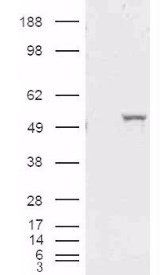 Goat anti-ALDH1A1 (Internal) Antibody