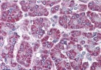 Goat anti-TRAF2 Antibody