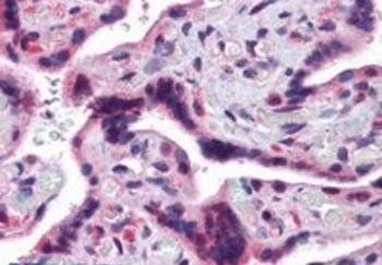 Goat anti-TRAF2 Antibody
