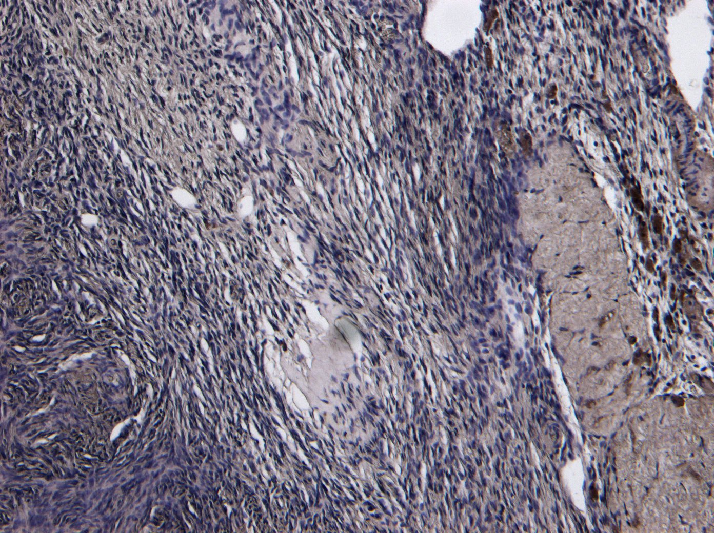 Goat anti-Oxytocin Receptor Antibody