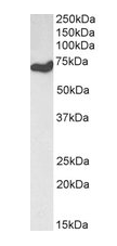 Goat anti-Histone Deacetylase 1 Antibody