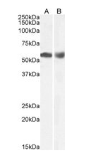 Goat anti-Histone Deacetylase 1 Antibody